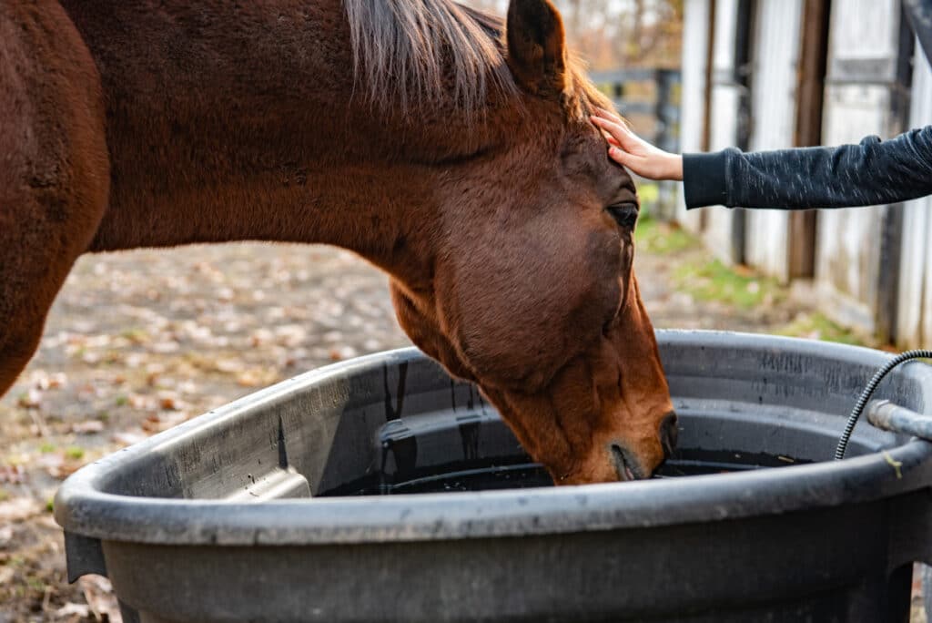 a young equestrian pats the head of a horse while