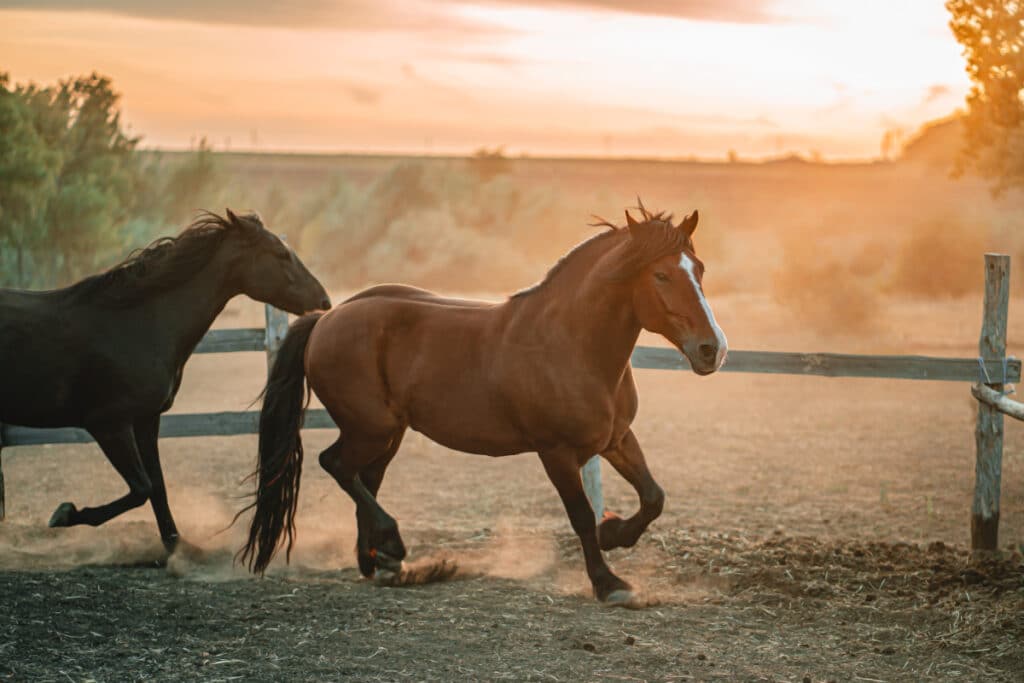 galloping run in sunset or sunrise light beautifu