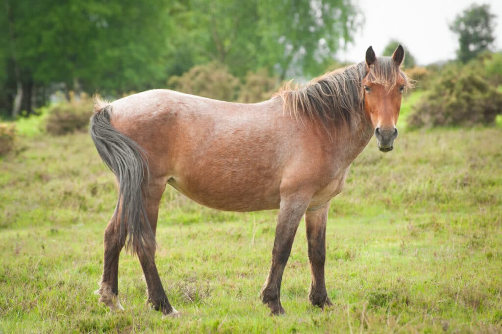 new forest pony
