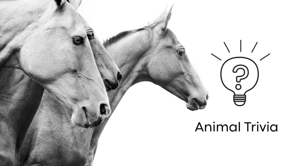 Mobile vet near me providing equine care in Lake Wales FL