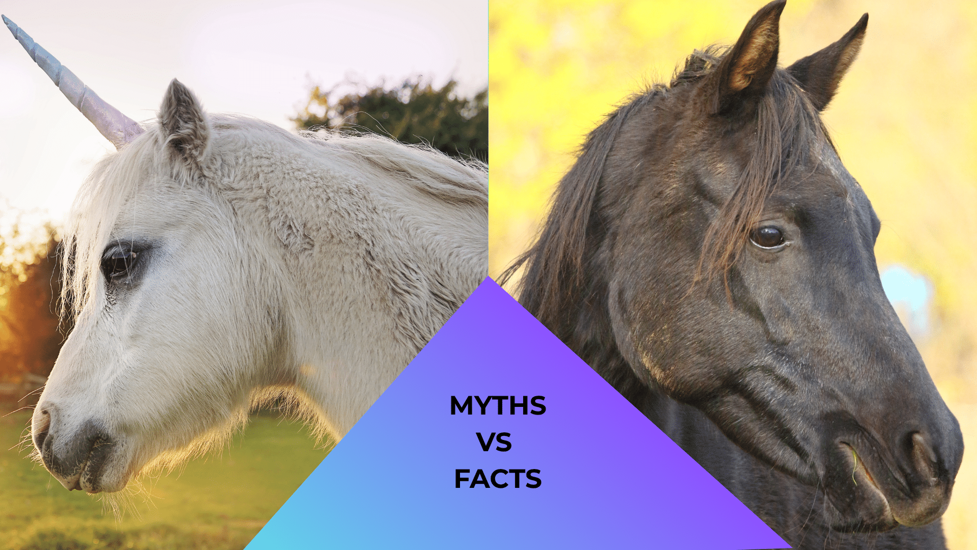 Unicorn standing beside a horse illustrating common myths about equine care in Lake Wales, FL