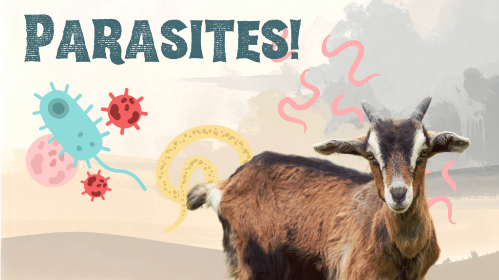 Parasites surrounding a goat in Lake Wales, FL
